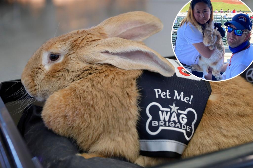 nypost's tweet image. Alex the Great, sports’ cherished therapy bunny, dead after cancer battle trib.al/MM1T80Z