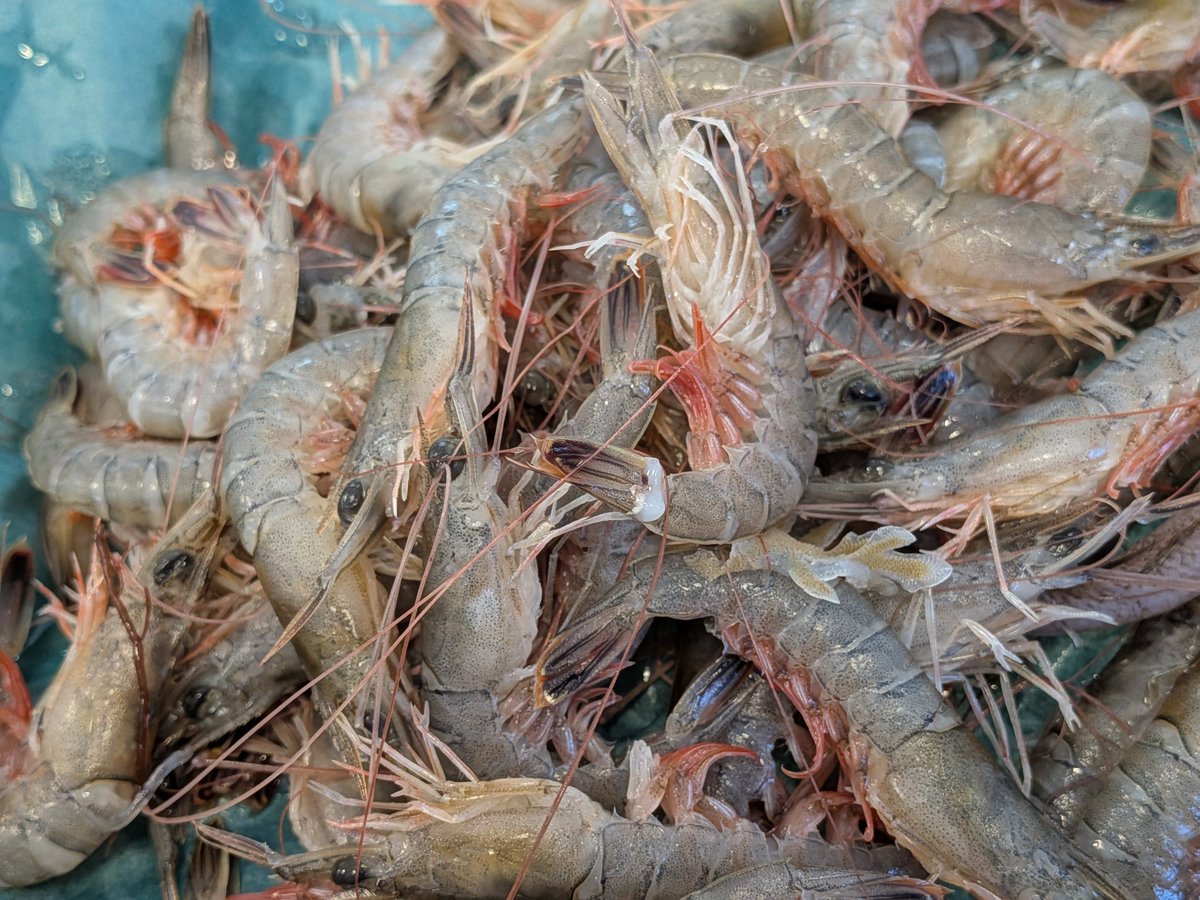 uokeioarai's tweet image. こんにちは、魚結です✨
只今大洗漁港よりサルエビ一盛500円入荷致しました‼️
塩ゆで、唐揚げにおすすめです🦞
よろしくお願い致します🙇