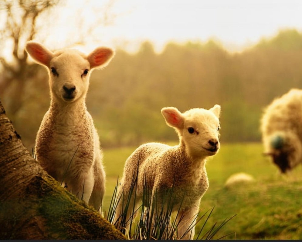 MMcLaughlinsong's tweet image. The Lord your God in your midst, The Mighty One, will save; He will rejoice over you with gladness, He will quiet you with His love, He will rejoice over you with singing.
Zephaniah 3:17