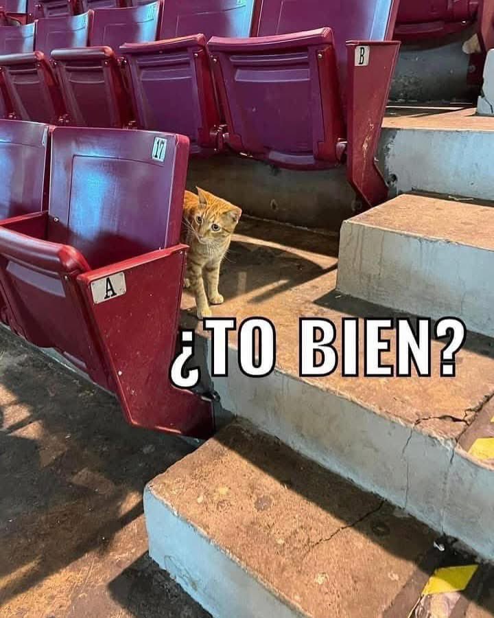 IndiosBSNPR's tweet image. Los leoncitos ya no rugen, ahora maullan.😿 ¡Nos vemos en casa! #HechoEnMayagüez
