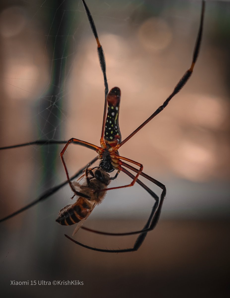 krishkliks's tweet image. I know some photo editing and believe in transparency.
If an image has been edited, I always disclose it, there is nothing wrong with acknowledging editing.
1. Original - Some editing was necessary to enhance the beautiful details of this spider captured the bee. Bcz it is…