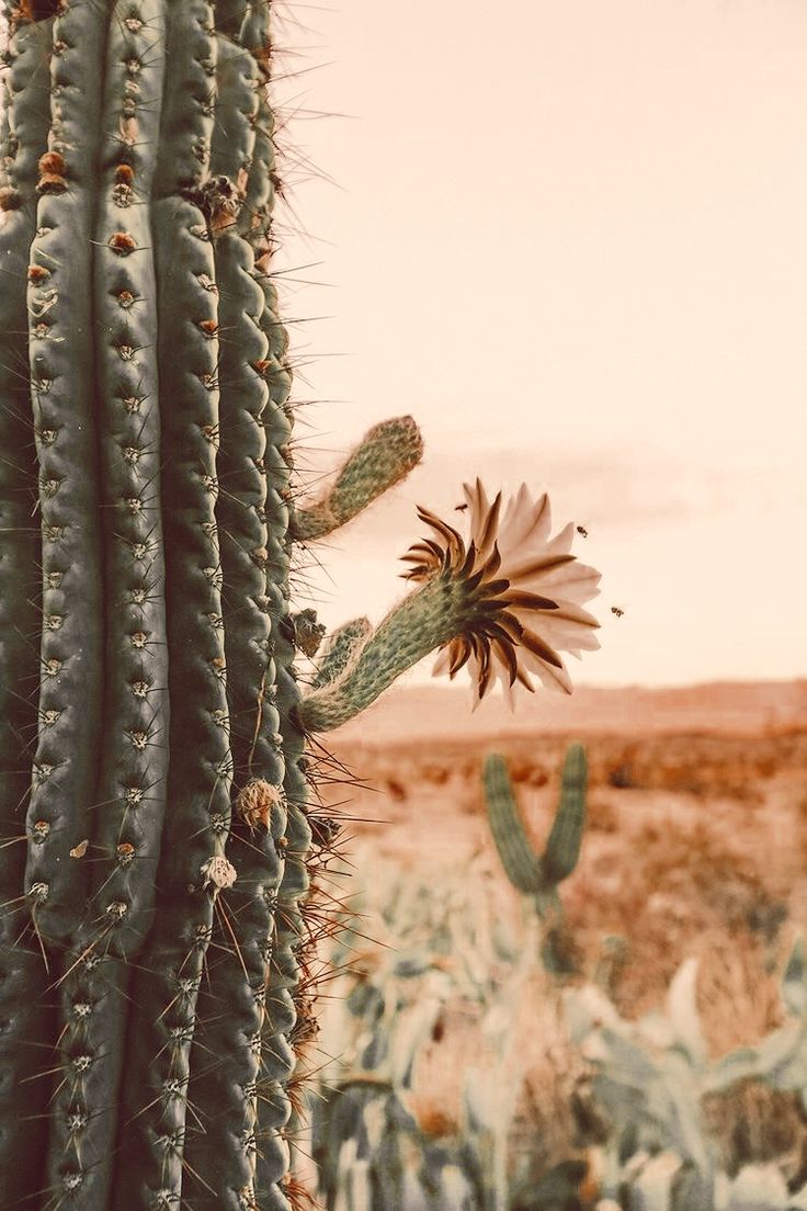 Adele3klopper3's tweet image. 🌅🙋🏻☕... Good morning 
Happy Tuesday...🌵
Enjoy your day...🎶☀️