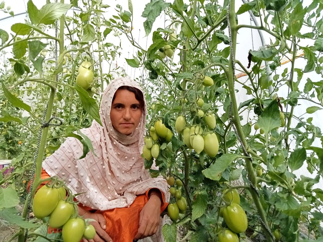 AgroXperts's tweet image. Subsistence farming is the common practice of farmers in #GilgitBaltistan however farmers are trying to change. This year around 300 farmers are producing about 400 Mts.