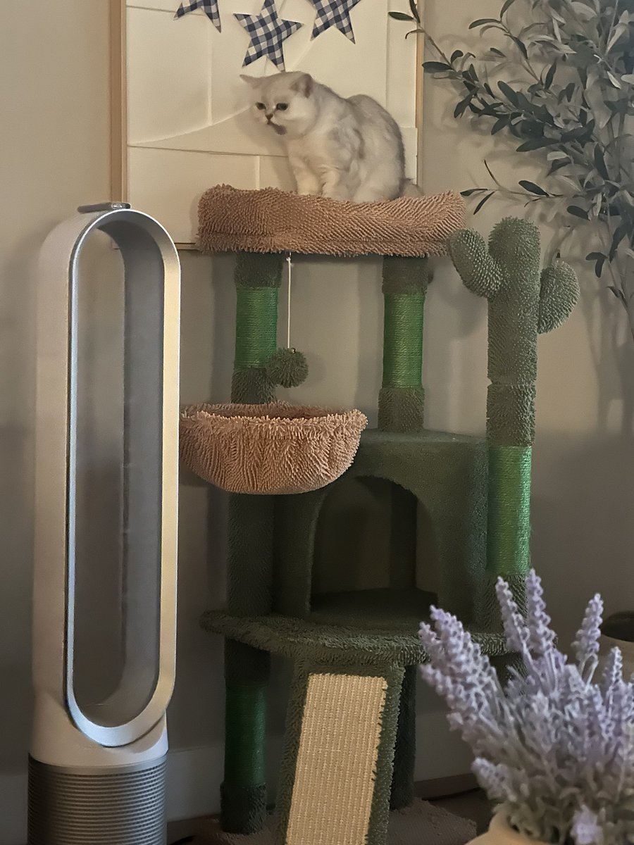 theOGLindy's tweet image. Disco just chilling in her Cactus tree house.
DJ Rammers (Ramsey) and MC Twigger (Twig) wondering when the party is starting. Aka when do they get their evening walk.