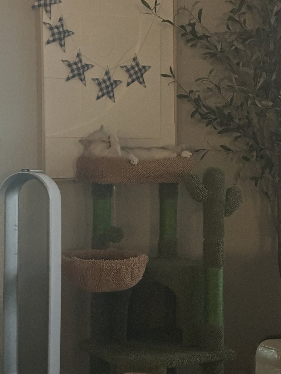 theOGLindy's tweet image. Disco just chilling in her Cactus tree house.
DJ Rammers (Ramsey) and MC Twigger (Twig) wondering when the party is starting. Aka when do they get their evening walk.