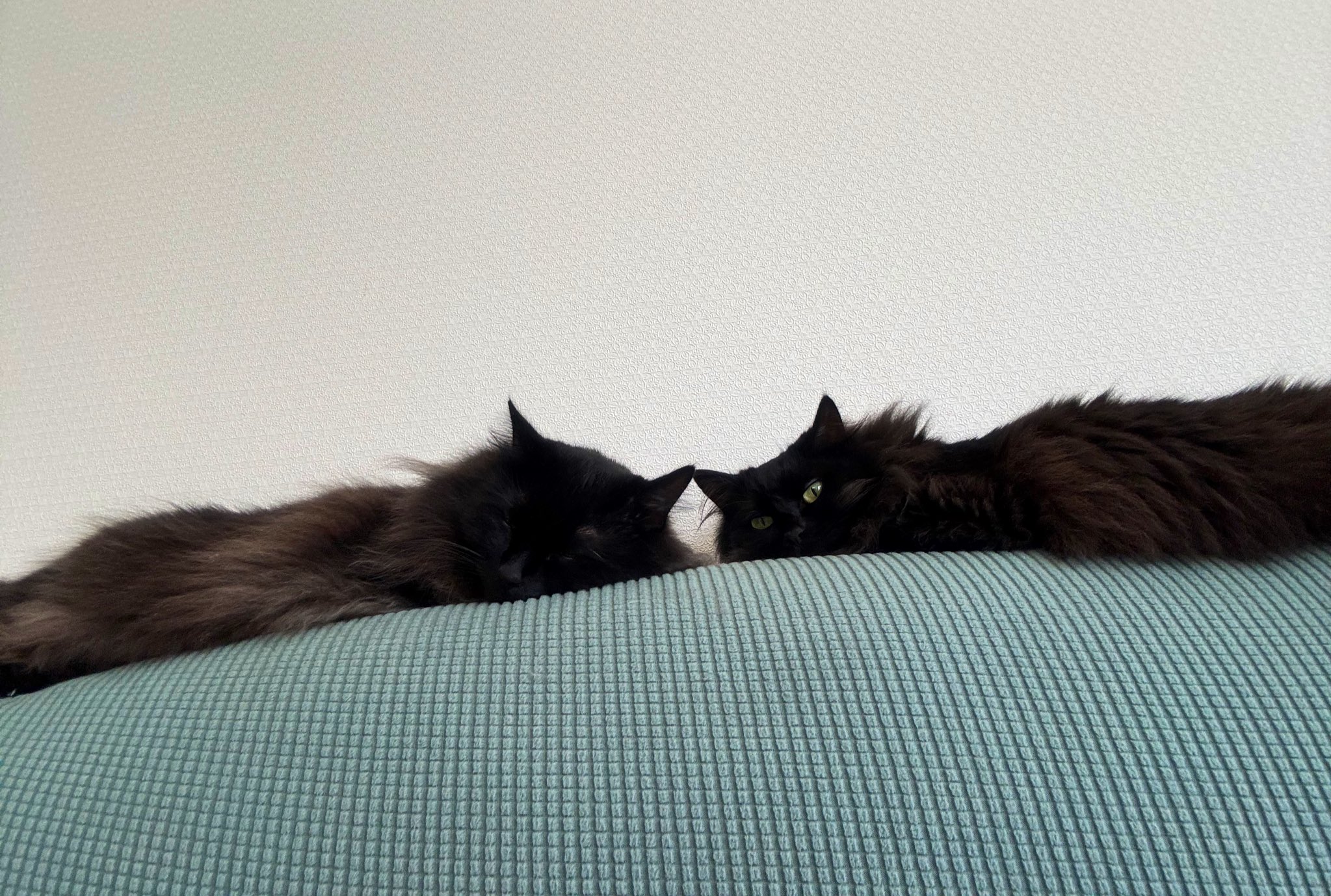 猫 ☀️我が家の小さな古龍達🌙 on X: 