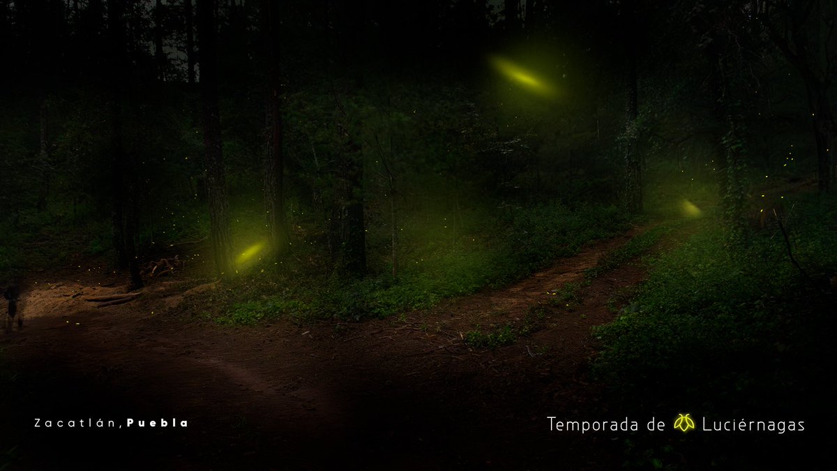 La noche cae y el bosque se ilumina con la radiantes luz de las #luciérnagas ✨, un espectáculo natural que podrás disfrutar en #Puebla.

¡Vívelo en familia! #VisitPuebla.