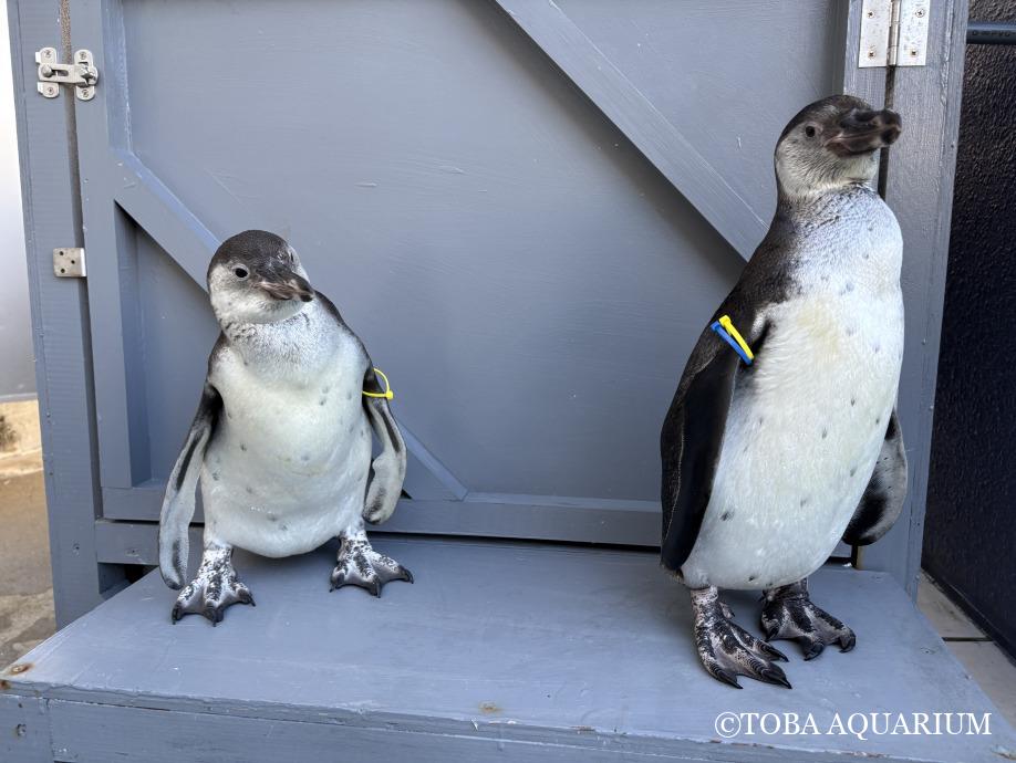 TOBA_AQUARIUM's tweet image. 祝!展示デビュー!!: フンボルトペンギンのこどもたちが展示デビューして3日経ちました! 大人たちと混ざっての生活が始まりましたが、特に大きな問題なくプールを悠々と泳いだり、陸場で生活しています。 4/6生まれのジョルノ。 ペンギ dlvr.it/TM2lPW