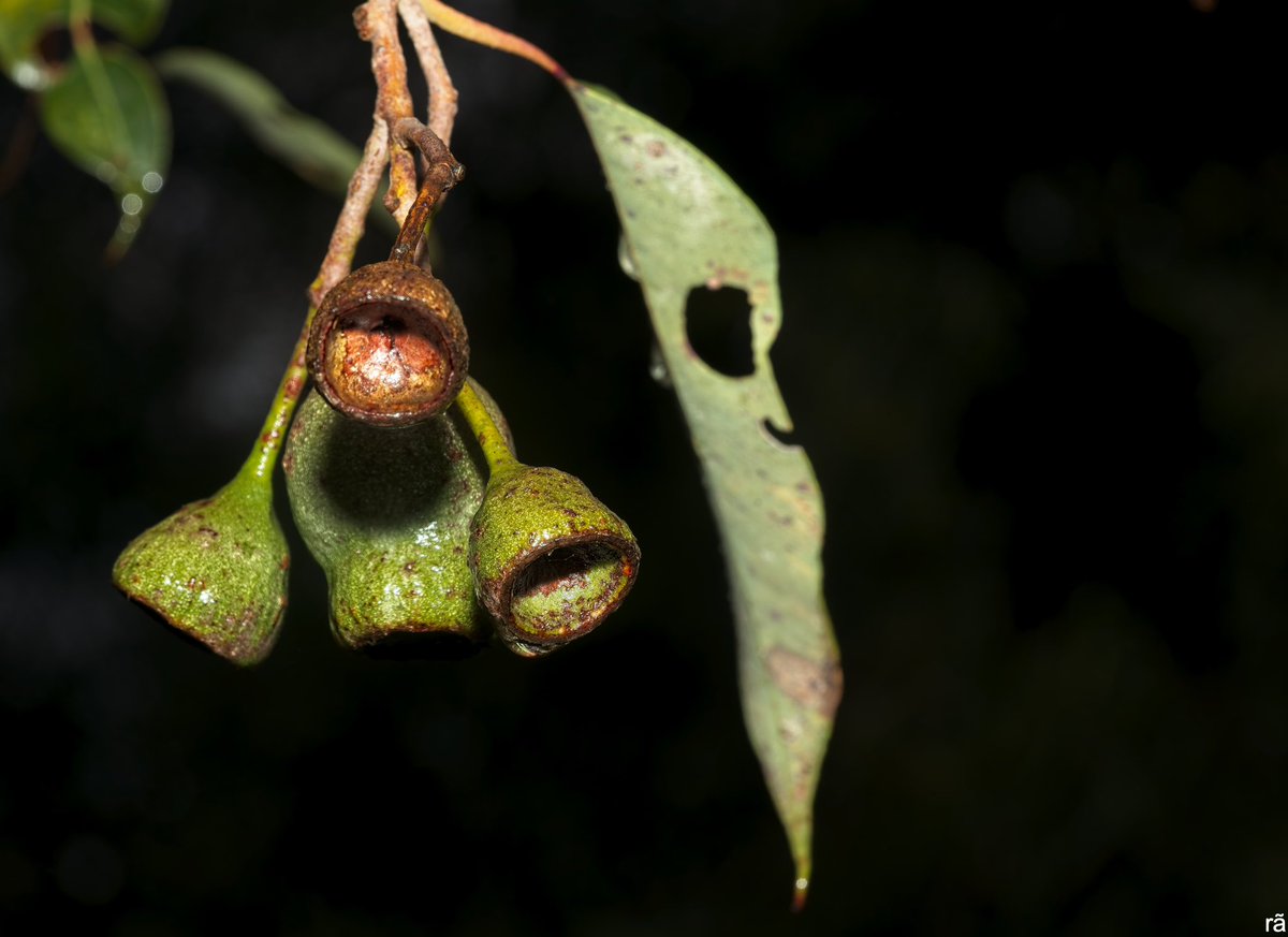 AugustoCos1's tweet image. Tuesday walk, wet morning.