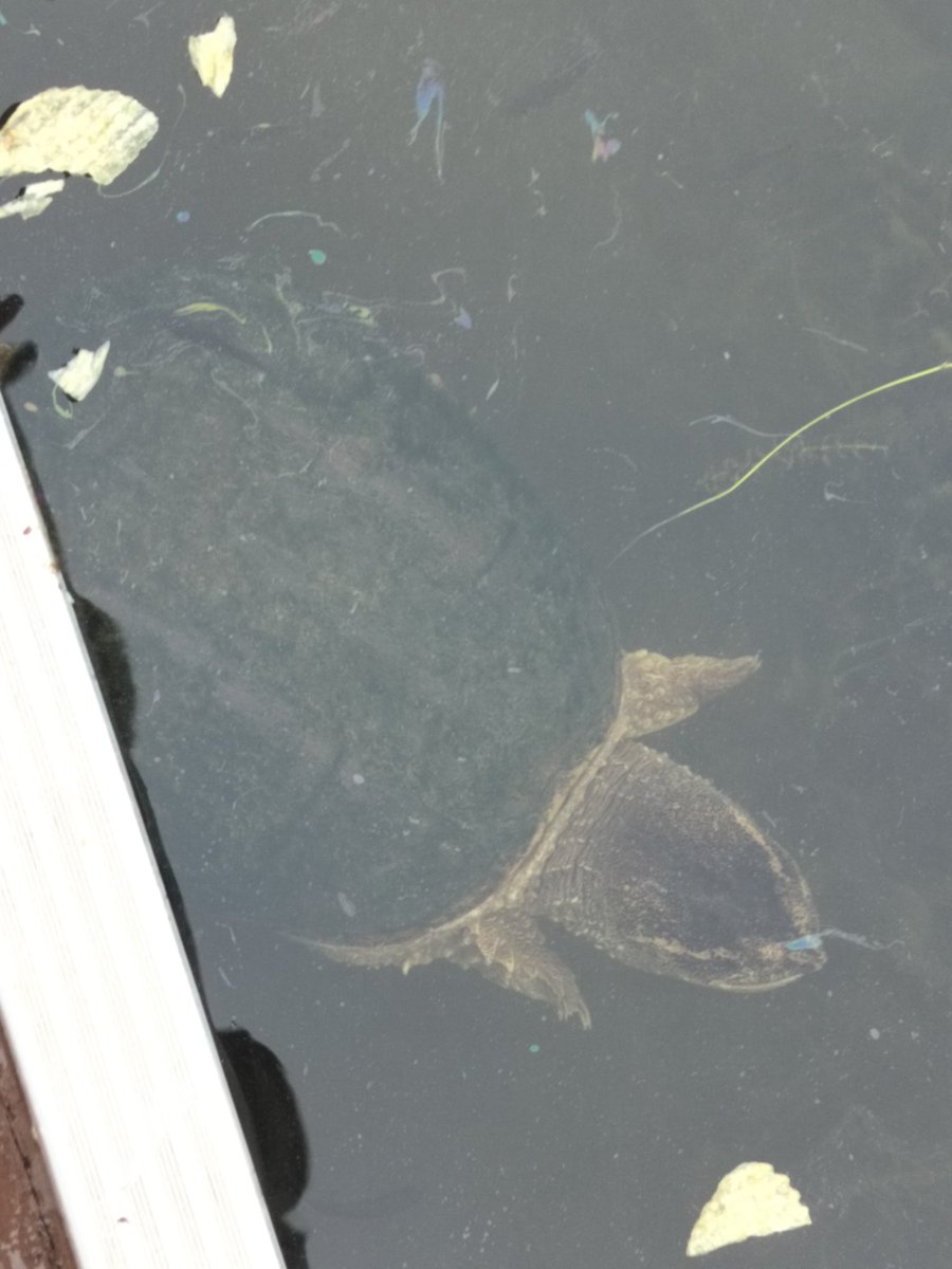 RandBall's tweet image. This absolute unit of a snapping turtle was hanging out by the fishing dock today