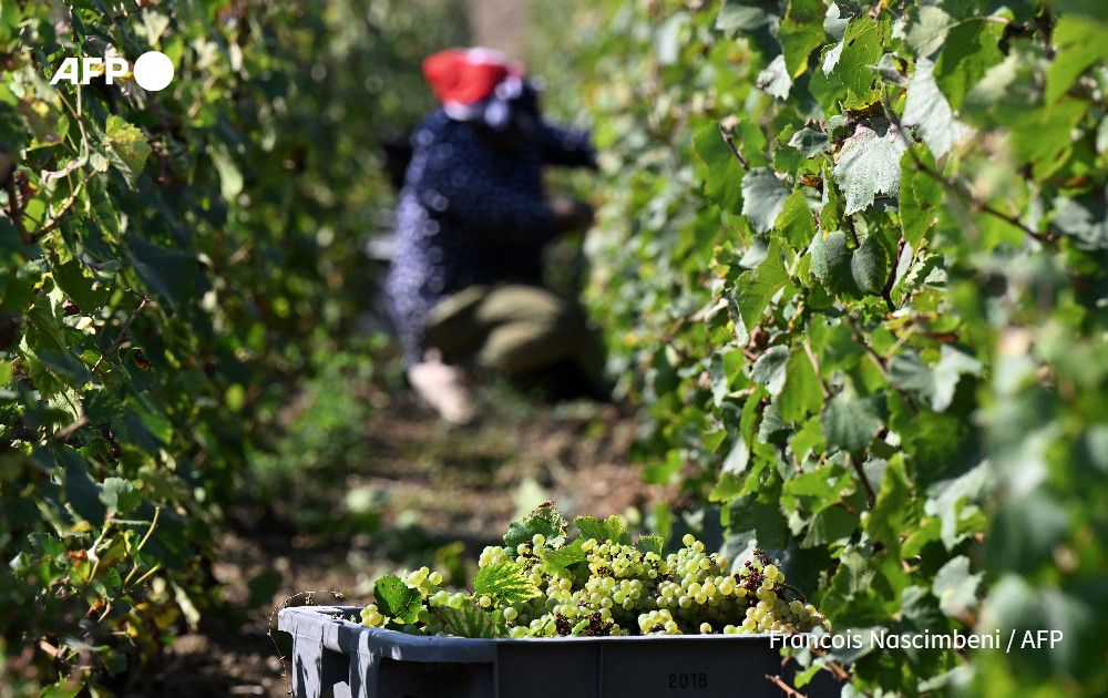 AFP's tweet image. Three jailed for human trafficking, exploiting seasonal workers and housing them in appalling conditions in France’s champagne industry
u.afp.com/SYys