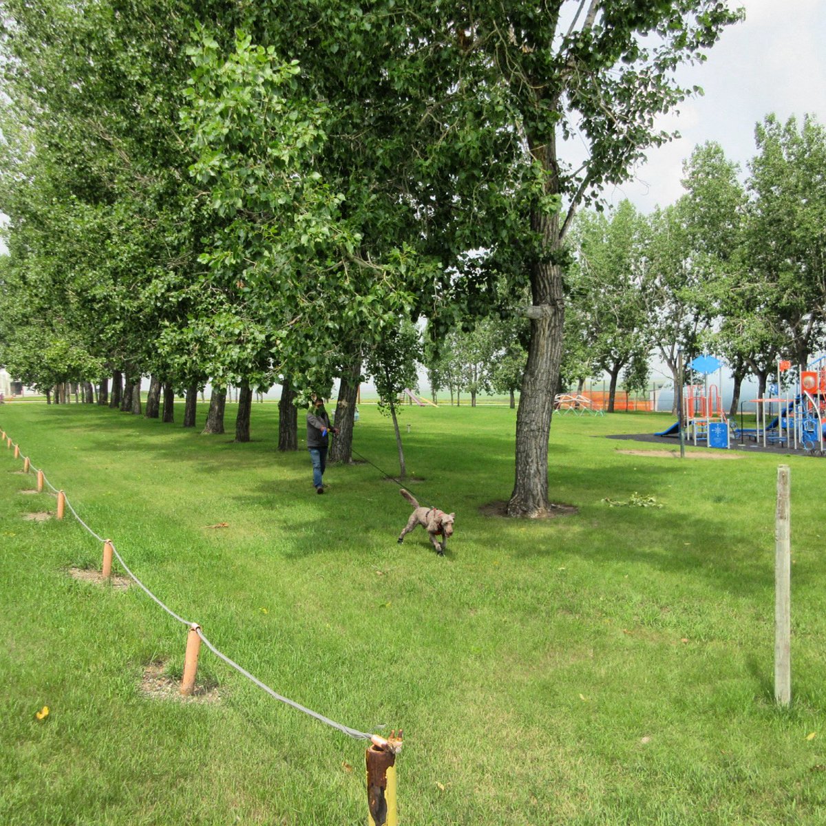 Ryan_the_Spoo's tweet image. We sure had fun dragging the hooman around the park. #spoo #spooinboots #spooatthepark