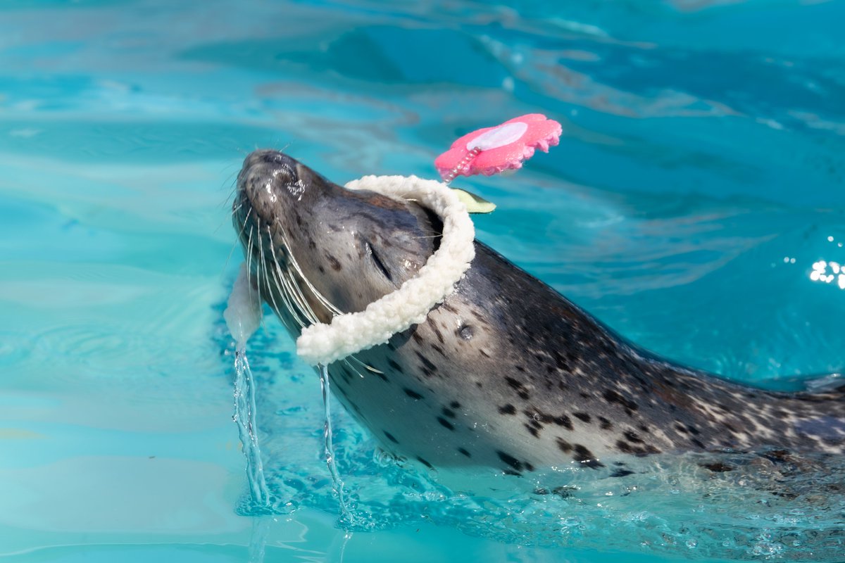 #東武動物公園 
#ゴマフアザラシ 
#1日1もちもち