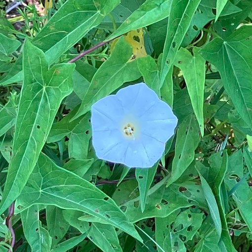 Bloom despite the insects. Grow amidst destruction.