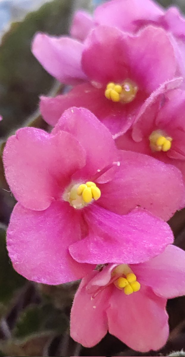 amarcadia's tweet image. Dear #spoonies, I love you!
@DomandoAlLobo @ravensspirit68 @spoonfulofhan @elisa_comer @NeuroSjogrens @malus_k