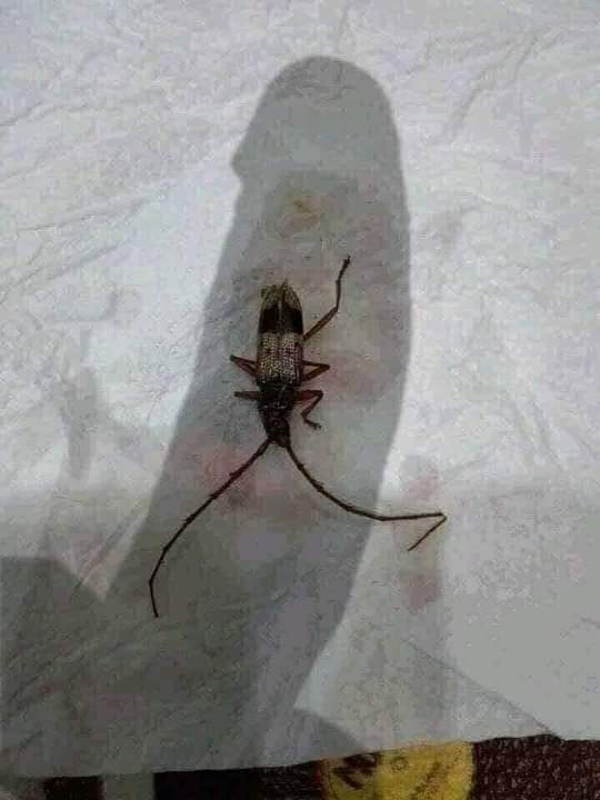 ᅠᅠ- ̗̀ 𝑶 𝒁 𝑬 𝑵 (@post_mxrtem) on Twitter photo 