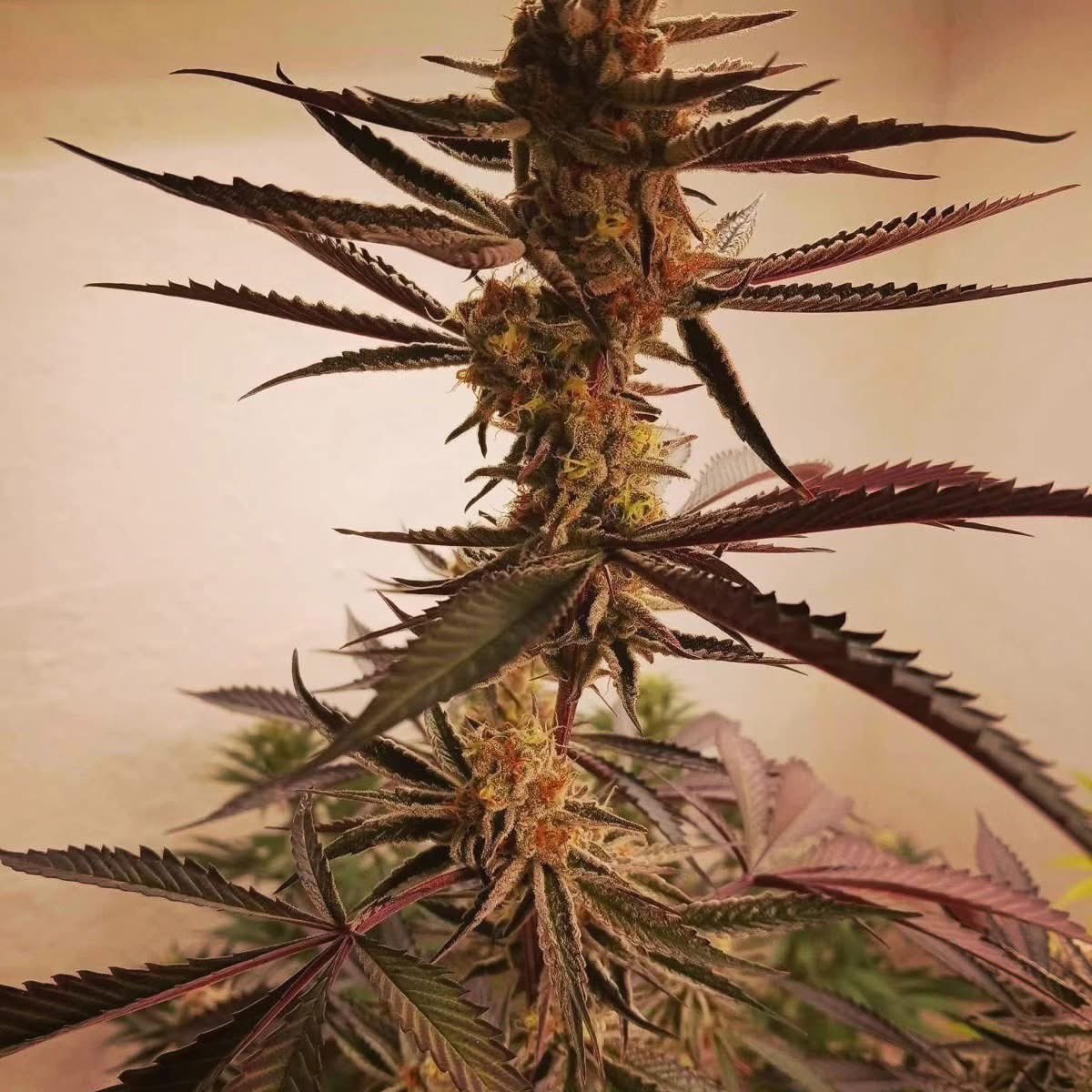 TwistedCannabiz's tweet image. #PlatinumJellyBreath from @InhouseGenetics