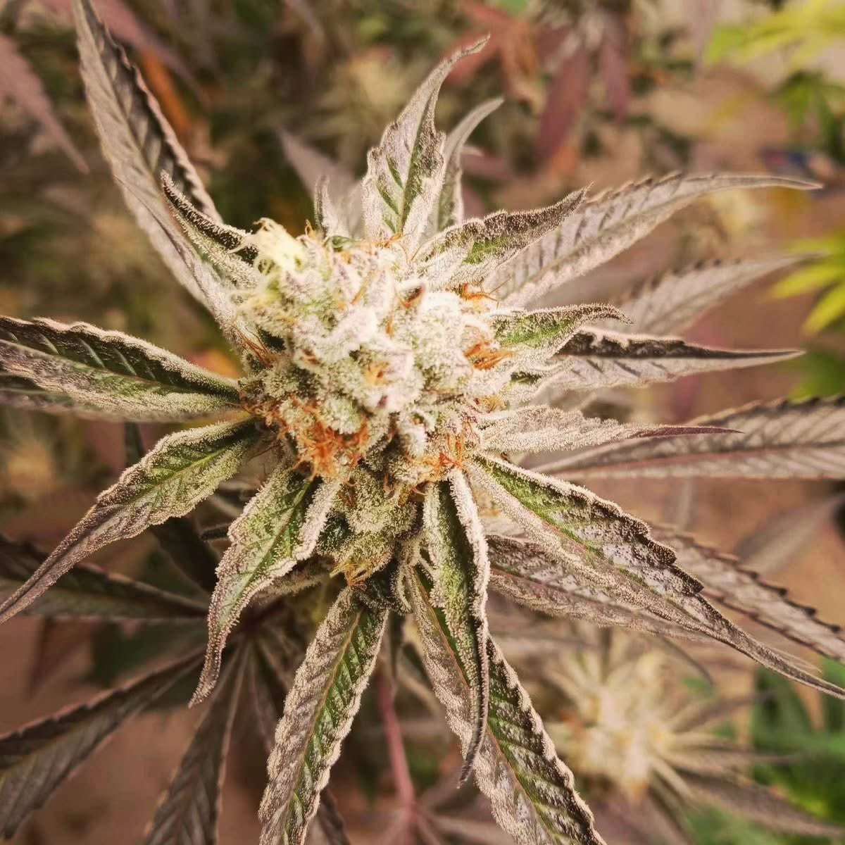 TwistedCannabiz's tweet image. #PlatinumJellyBreath from @InhouseGenetics