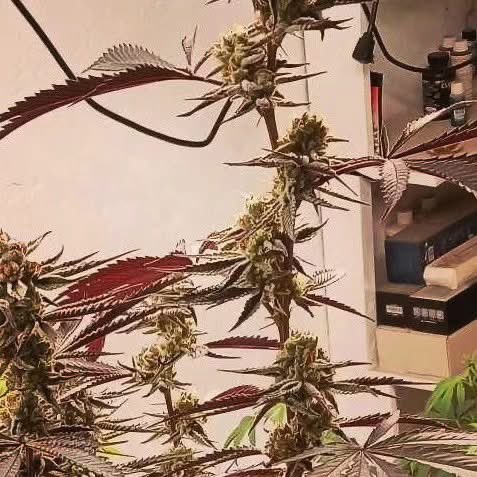 TwistedCannabiz's tweet image. #PlatinumJellyBreath from @InhouseGenetics