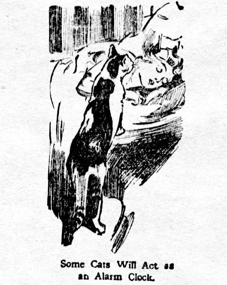 yesterdaysprint's tweet image. Vancouver Daily World, British Columbia, September 24, 1910