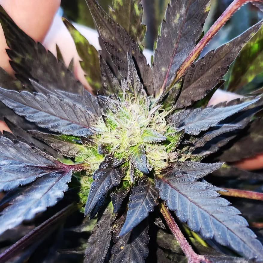 TwistedCannabiz's tweet image. #BlueberryKushBreath from @UFO_Genetics