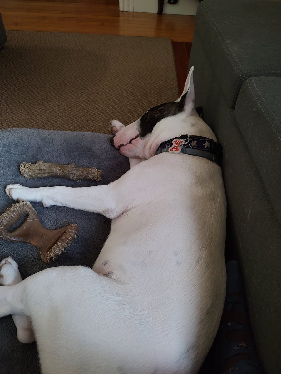 rexthetvterrier's tweet image. Goodnight everyone 💞. Dream of a better world ☮️. I know that's not easy right now. #Goodnighteveryone #KindnessMatters #WeMissYouRex #Dogs #LoveYouRex #SweetDreamsSpike