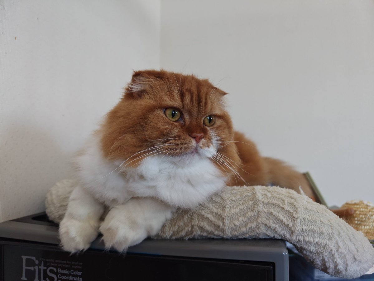 oremimidanodano's tweet image. 今日は暑い~~~!!!!!
あれ？昨日付けてた首輪は？？？

 #猫のいる暮らし  #茶トラ  #猫好き
 #猫好きさんと繋がりたい