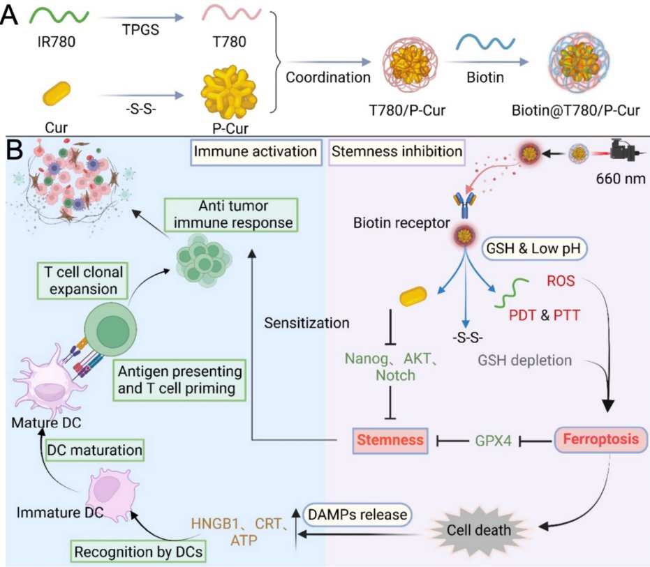 Cancer Stem Cell News (@cancerscnews) on Twitter photo 🔑 Scientists introduced a prodrug nanoplatform that overcomes key resistance mechanisms in head and neck cancer by coordinately targeting stemness and inducing dual apoptosis/ferroptosis.
<a href="/JNanobiotech/">Journal of Nanobiotechnology</a> | bit.ly/4m4LnZJ 🔑 Scientists introduced a prodrug nanoplatform that overcomes key resistance mechanisms in head and neck cancer by coordinately targeting stemness and inducing dual apoptosis/ferroptosis.
<a href="/JNanobiotech/">Journal of Nanobiotechnology</a> | bit.ly/4m4LnZJ