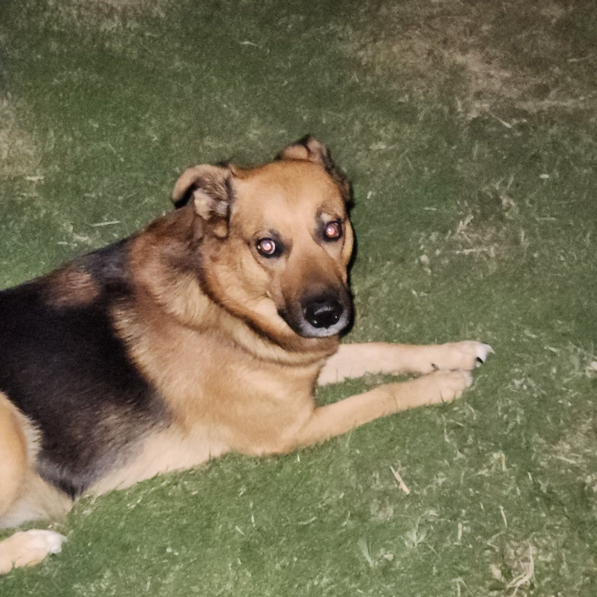 Chase says hi. He's hunting frogs.
