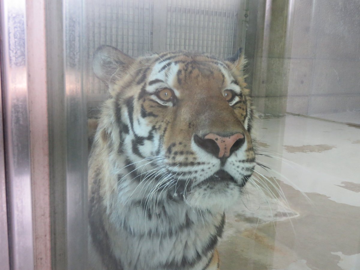 TenZoo_official's tweet image. 休園日に屋内放飼場に出たショウヘイくん。外を見てキョロキョロ、興味津々なようす🐅💦
#天王寺動物園 #天王寺動物園110th #minnanotennojizoo #アムールトラ #ショウヘイ