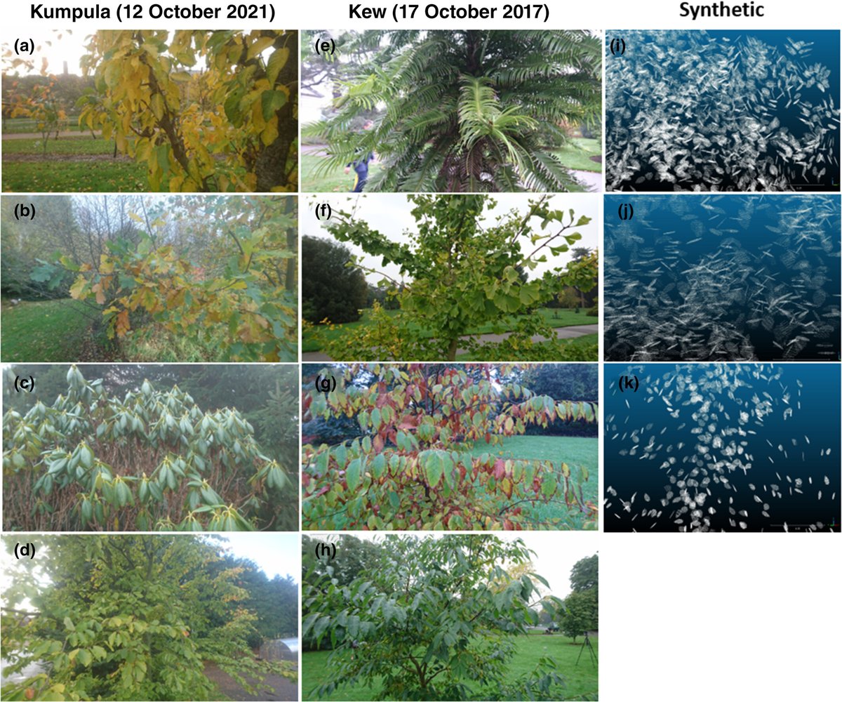 NewPhyt's tweet image. Estimating leaf inclination with terrestrial Lidar - intercomparison of methods
Murithi et al. @jan_pisek @daniel_schraik @ucdplantsimlab
📖 nph.onlinelibrary.wiley.com/doi/10.1111/np…