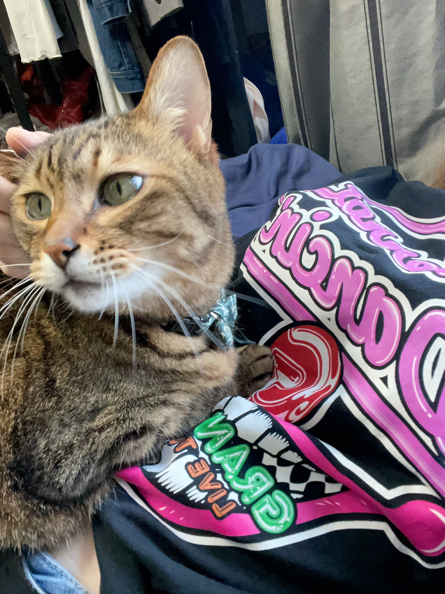 神猫 ねこ肯定感抱き枕 Mサイズ【全3種】 – 鎌倉ねこサロン