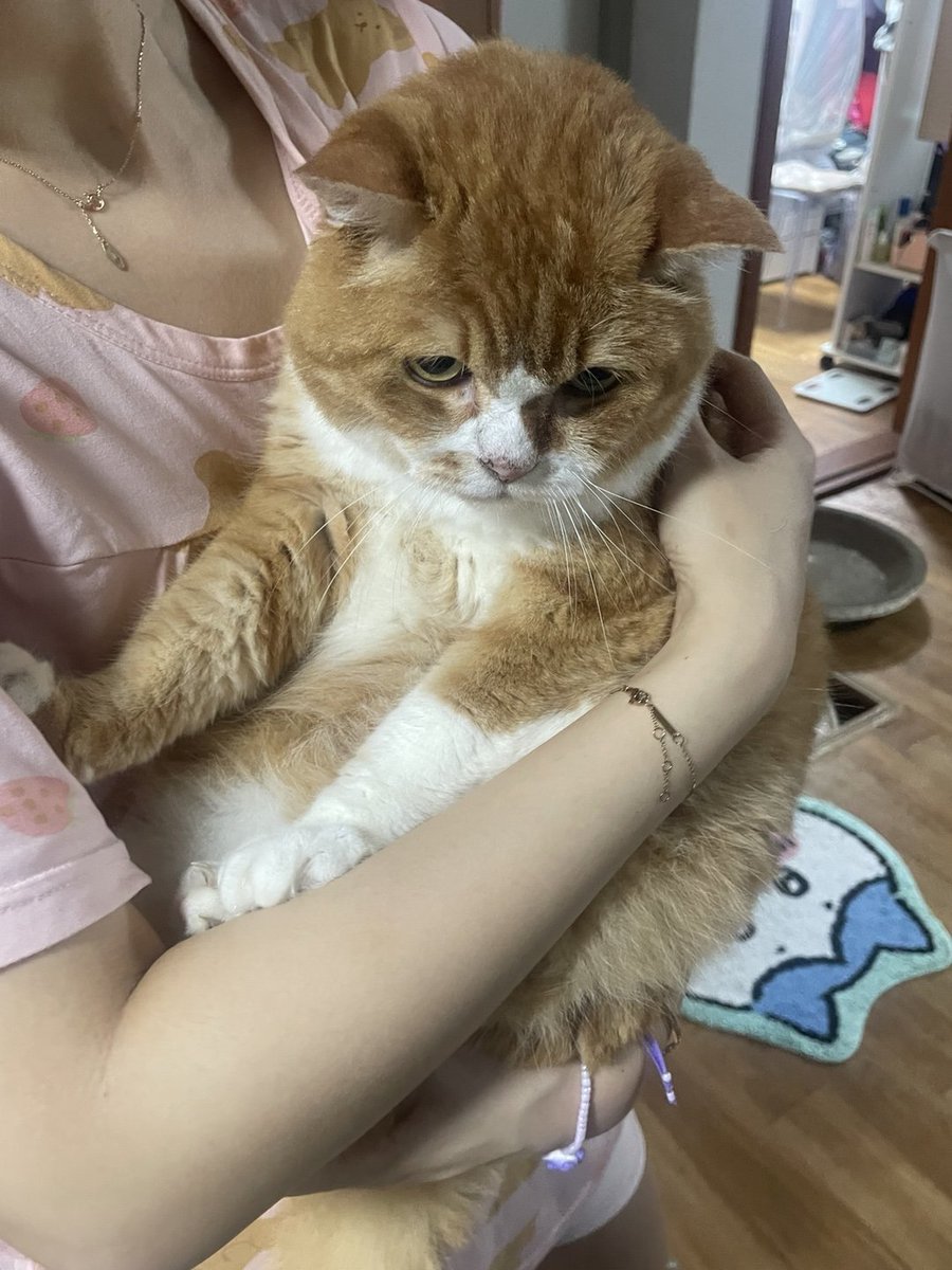 집사 마감 방해하다가 연행 당하는 고양이
니가 참아 뽀뽀야 몇명의 인간은 밤에 잘 수 없어