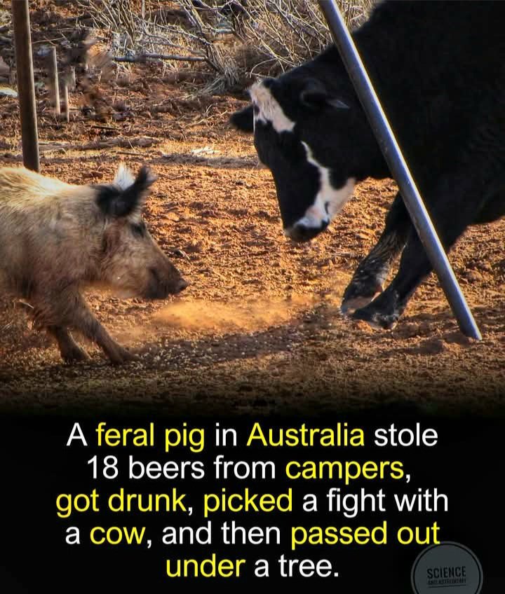 Australian Patriot. tweet media