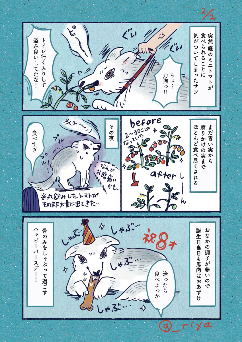 デカい狼犬との日常🐺 

「8才のバースデー」
先週のサンの誕生日こんなかんじでした 