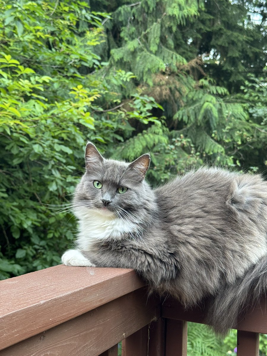 hovinthenorth's tweet image. This is my cat Timon.
We took him in 6 years ago from a family friend.
He almost died a week into our care.
We got him neutered, the vet said procedure went fine, all good, or so we thought.
We checked in on his testis next few days, swollen at first then shrinking, as…