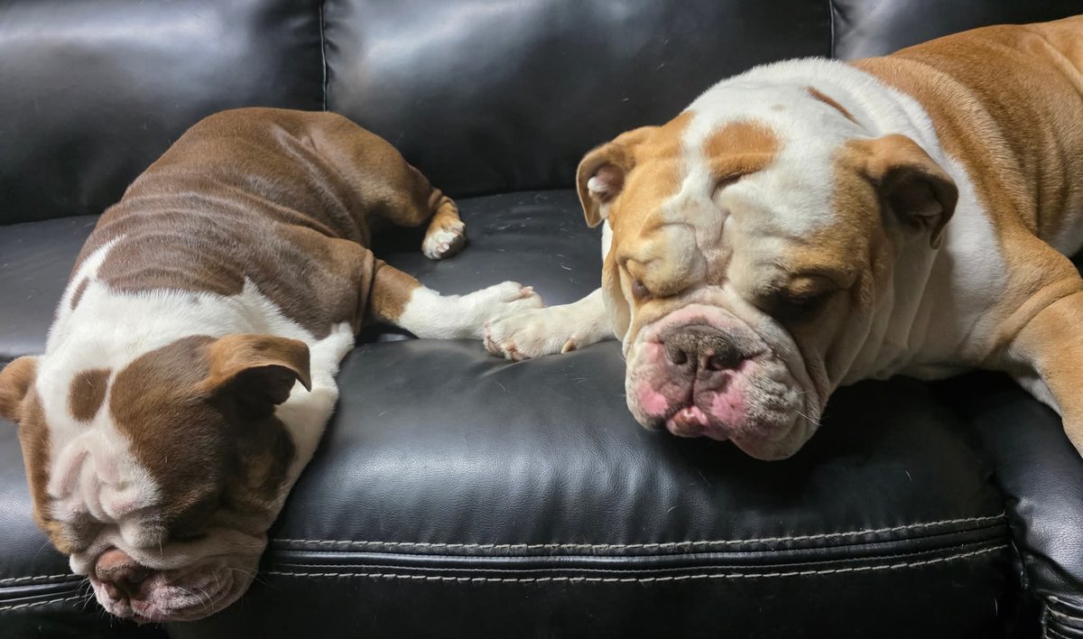 Раночку пані і панове. Сподіваюся у всіх 4.5.0. Тож хто прокинувся, вставайте, підтягуйте панчішки і  шикуйтеся в чергу за кавусьою, пригощаю. А потім пензлюємо до праці кожен у свій гадючник, русня сама не згине, а зелебобіки не прозріють!