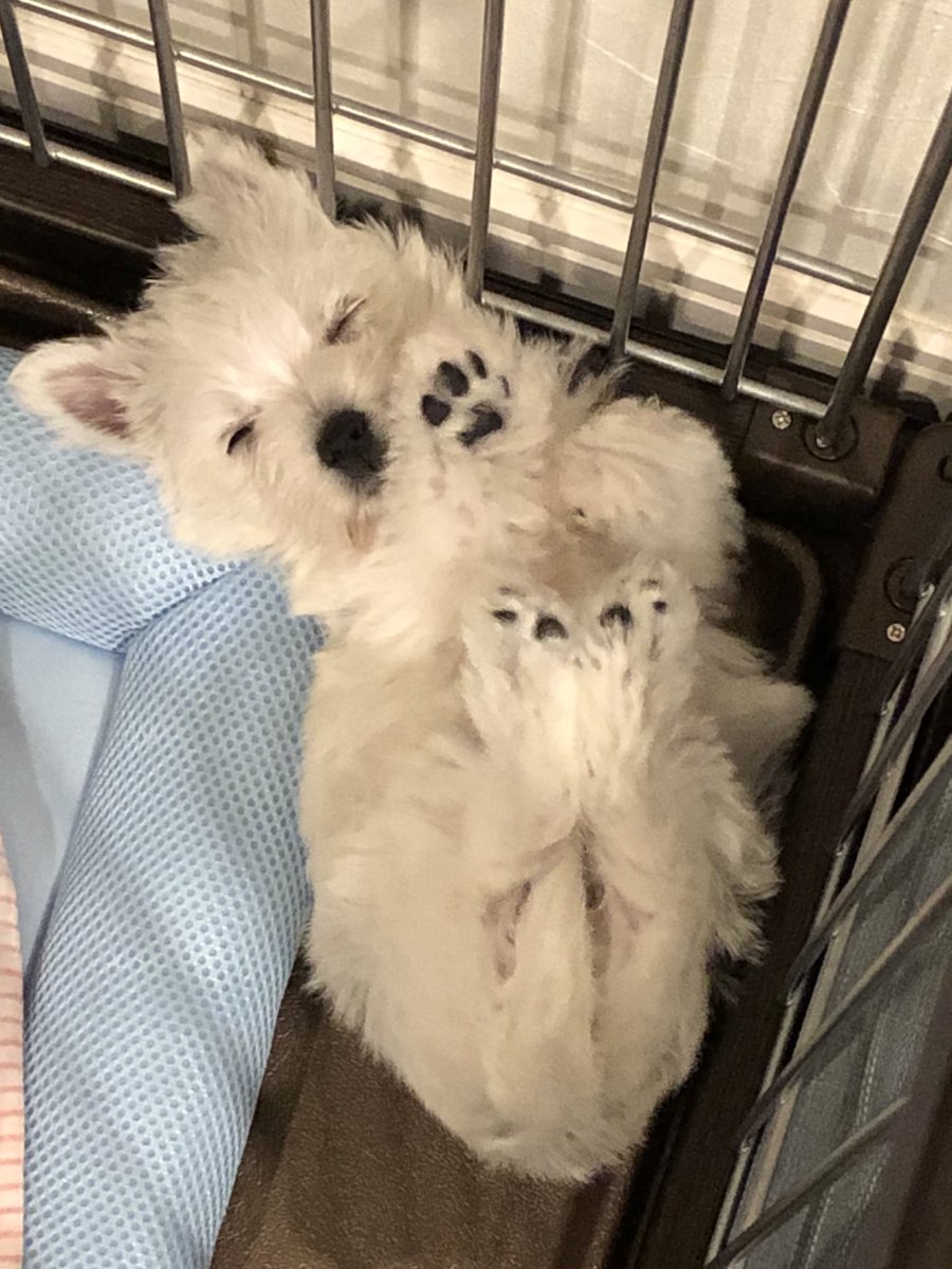 #気持ちよさそうに寝る犬選手権