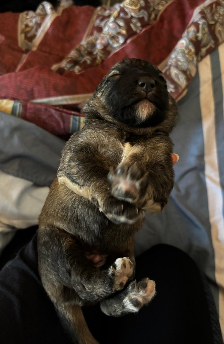 Sebatooo tweet media