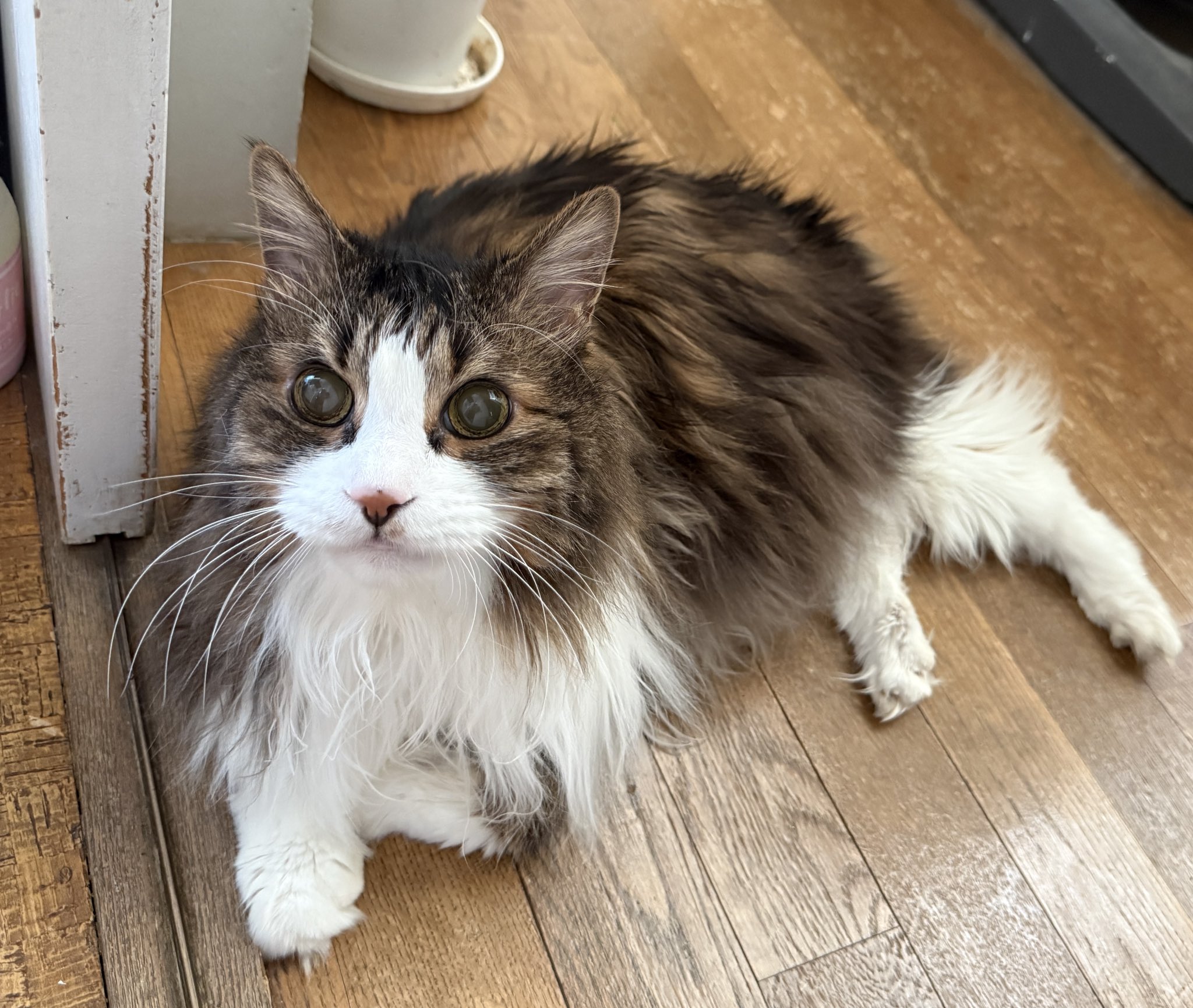 真は錆猫が好き 猫野 和錆 on X: 