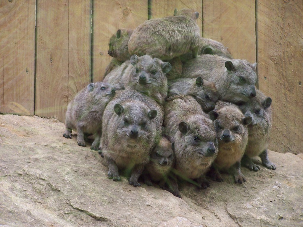 Hyrax pile for warmth.
