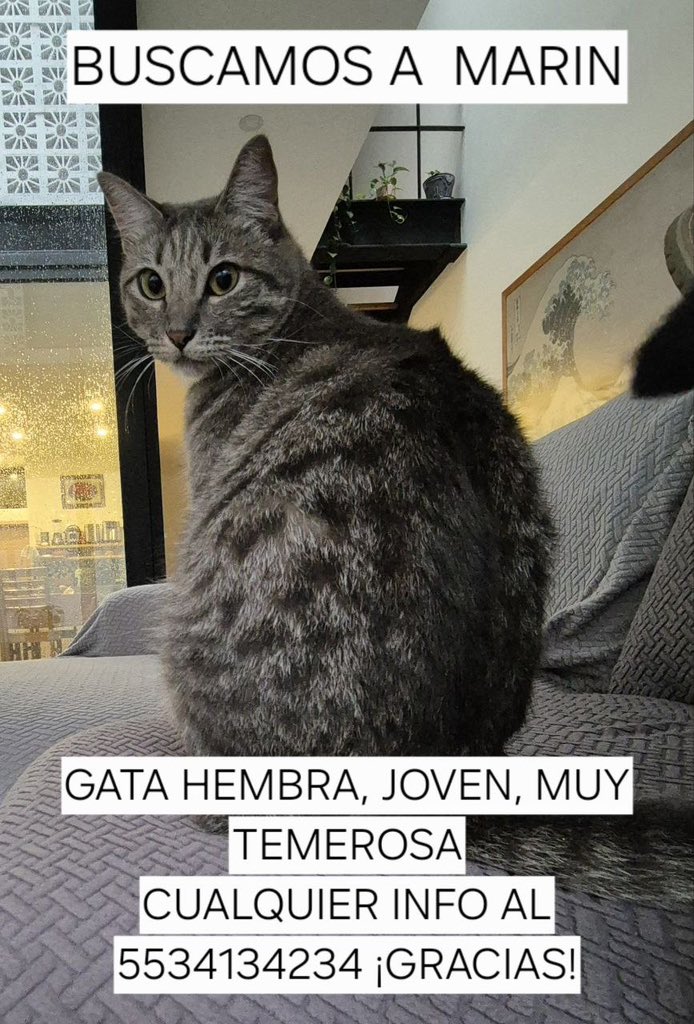 Se busca a Marin, gatita que se perdió ayer en la colonia Álamos de la CDMX.