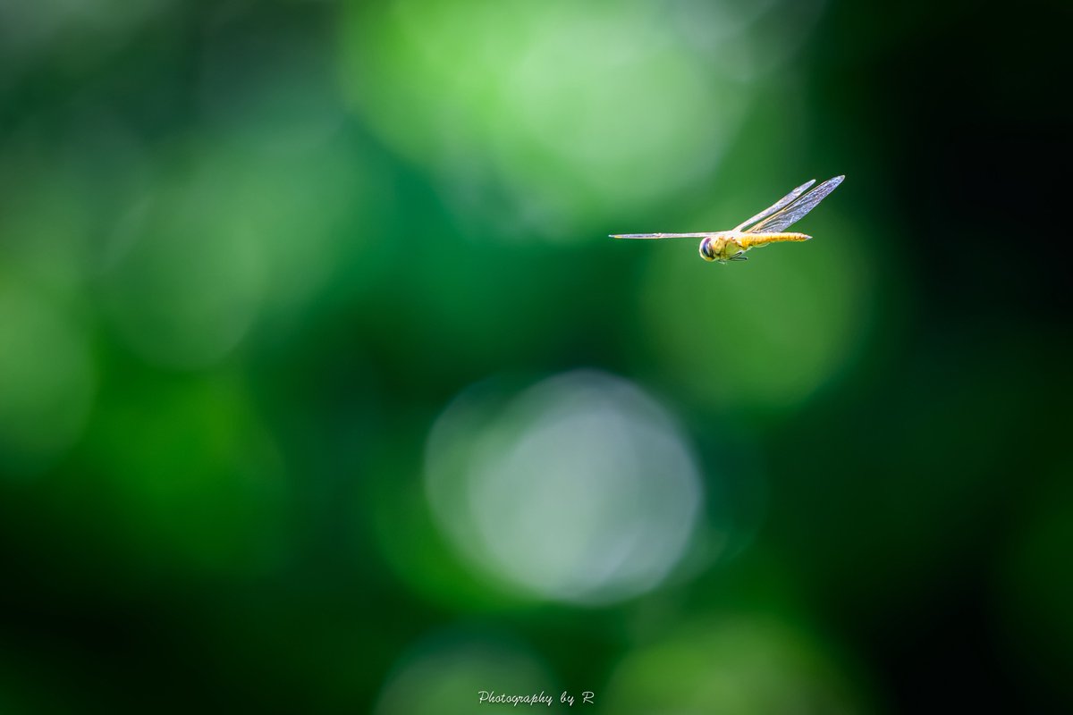 Channel_R_'s tweet image. ちょっとだけフォーカスリミッターを試してきた☺️
てか、やっと試せた🤣
Z8
NIKKOR Z 180-600mm f/5.6-6.3 VR