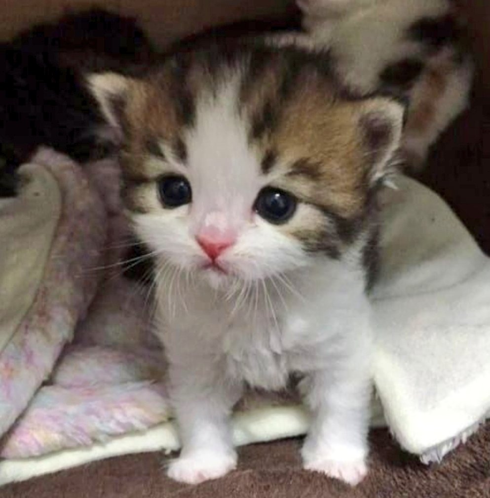 ☆•☆ Good morning and I wish you all a happy and peaceful Tuesday. ❤🕊☕😻🤗🌺👋 ☆•☆