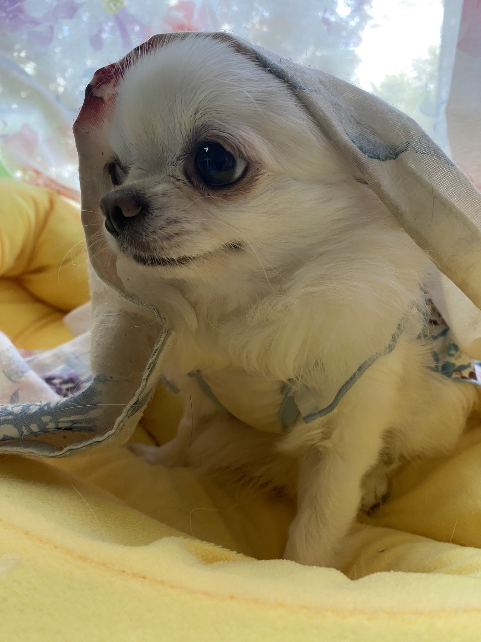暑い日の犬 ネガティブ／MELTY DOG negative x0o0x_ 定番のお歳暮＆冬ギフト ネガティブ／MELTY 暑い日の犬 DOG