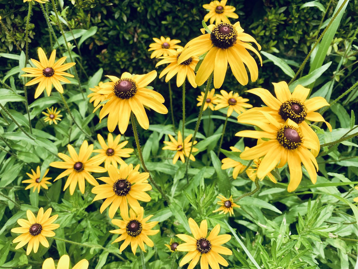 Tsm7Wk's tweet image. いつもの公園