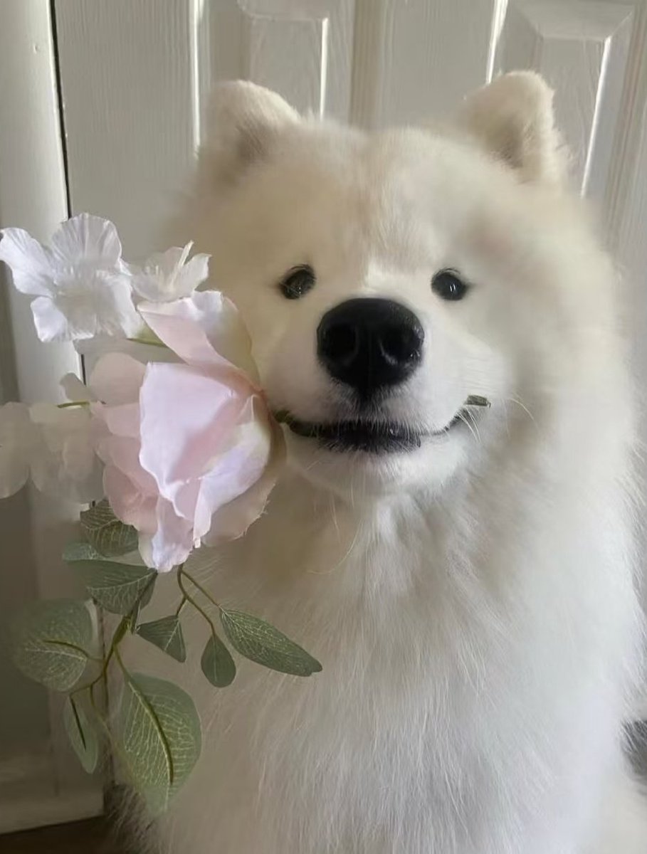 phu_as_samoyed's tweet image. “เตรียมดอกไม้ ที่สวยที่สุด ที่คิดว่าจะหาได้” 💐

[BUS COVER PROJECT] PHUTATCHAI - พยายาม (Original Artist: O-PAVEE)

🔗: youtu.be/NF9jzpMUW-A

#PHUATACHAI 
#PHUTATCHAI_พยายาม
#BUSCOVERPROJECT
