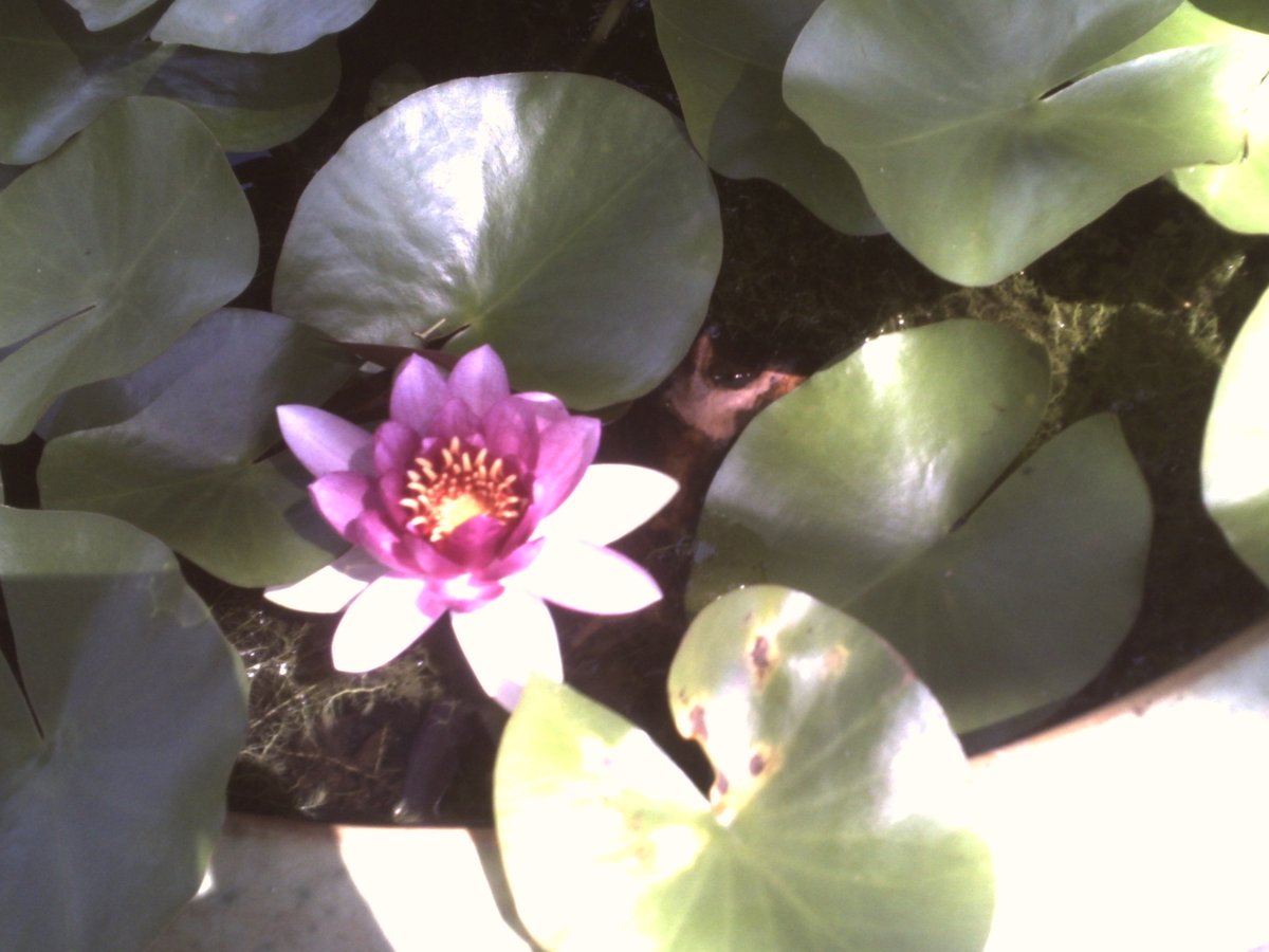 夏のお花もいいね♪ 
(*^-^*) 
その1♪  

#7月19日 
#大船フラワーセンター
サンアンドクラウド
 (#トイデジ）