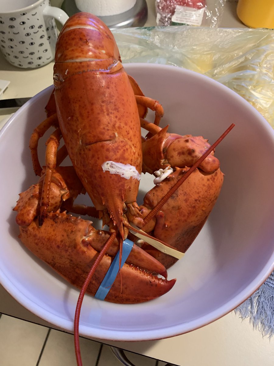 natel07_l's tweet image. Breaking : my freaking lobster just went up $4 per pound. $10.99 per pound now Tariffs! Theyโre from Canada. Why? Because the waters off New England have warmed up too much for local lobsters to grow. Fucking trump.