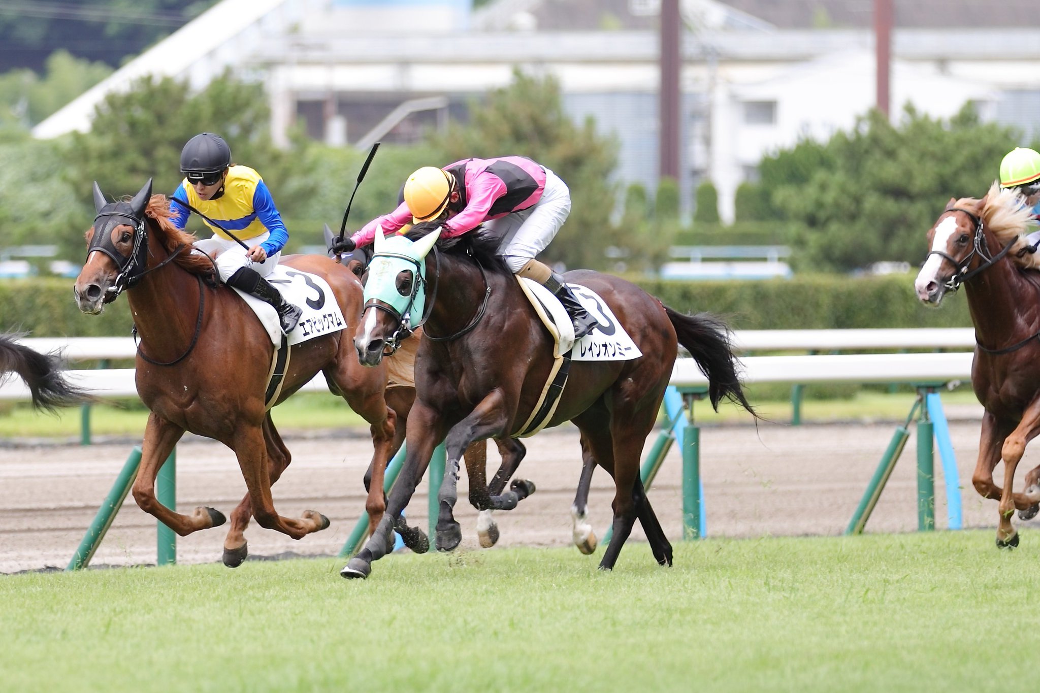 JRA小倉　オグリワン オグリワン (Oguri One) | 競走馬データ - netkeiba